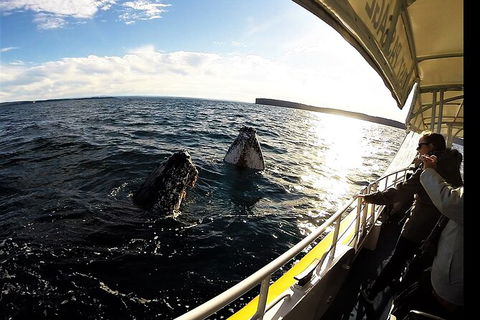 Jervis Bay Whale Watching Tour - South Australia Travel 3
