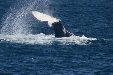Jervis Bay Whale Watching Tour - South Australia Travel 11