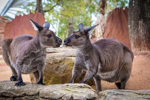 WILD LIFE Sydney Entrance Ticket - South Australia Travel 1