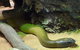WILD LIFE Sydney Entrance Ticket - thumb 8