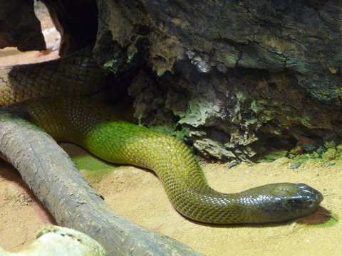 WILD LIFE Sydney Entrance Ticket - South Australia Travel 8