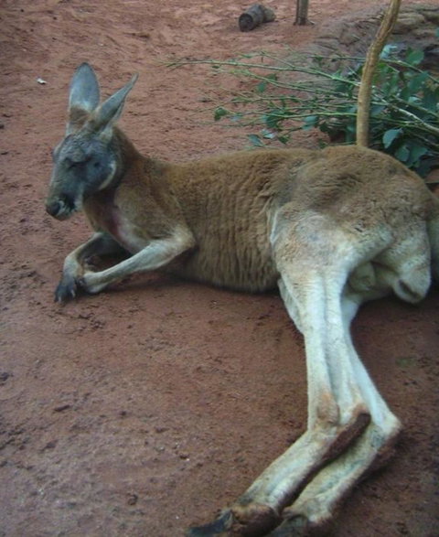 WILD LIFE Sydney Entrance Ticket - South Australia Travel 13