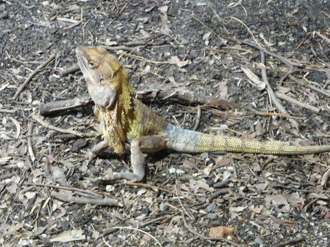 WILD LIFE Sydney Entrance Ticket - South Australia Travel 9