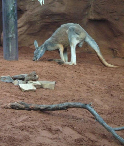 WILD LIFE Sydney Entrance Ticket - South Australia Travel 14