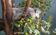 WILD LIFE Sydney Entrance Ticket - thumb 16