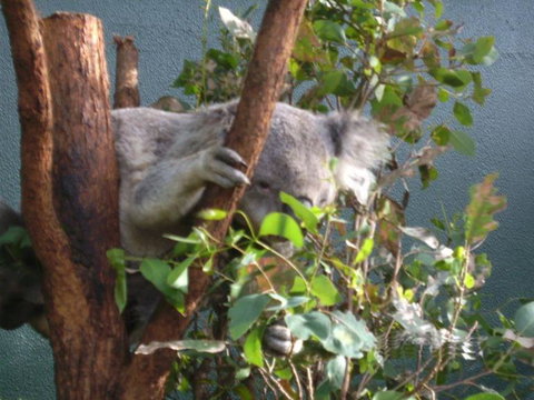 WILD LIFE Sydney Entrance Ticket - South Australia Travel 16