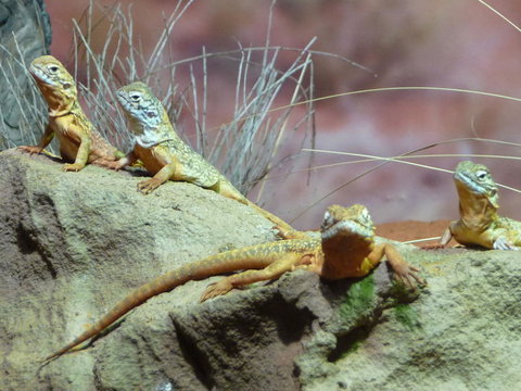 WILD LIFE Sydney Entrance Ticket - South Australia Travel 7