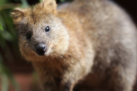 WILD LIFE Sydney Entrance Ticket - South Australia Travel 23