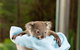 WILD LIFE Sydney Entrance Ticket - thumb 25