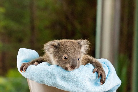 WILD LIFE Sydney Entrance Ticket - South Australia Travel 25