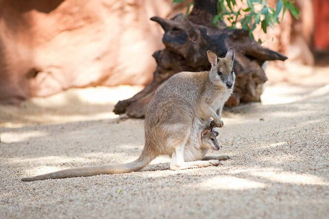 WILD LIFE Sydney Entrance Ticket - South Australia Travel 21