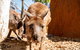 WILD LIFE Sydney Entrance Ticket - thumb 24