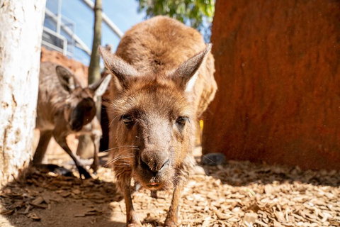 WILD LIFE Sydney Entrance Ticket - South Australia Travel 24