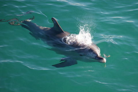 Jervis Bay Dolphin Watch Cruise - South Australia Travel 6