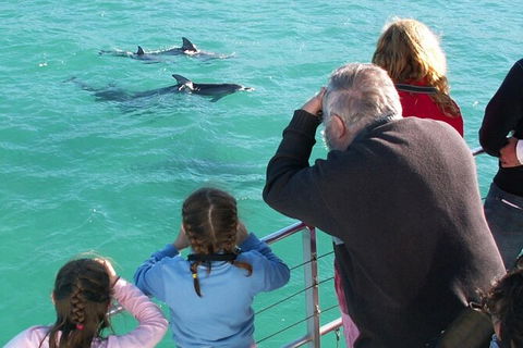 Jervis Bay Dolphin Watch Cruise - South Australia Travel 4
