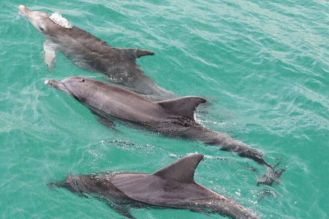 Jervis Bay Dolphin Watch Cruise - South Australia Travel 7