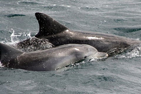 Jervis Bay Dolphin Watch Cruise - South Australia Travel 5