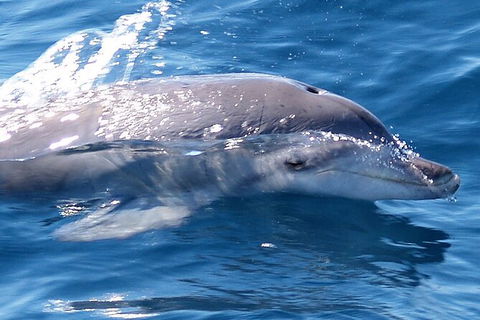 Jervis Bay Dolphin Watch Cruise - South Australia Travel 3