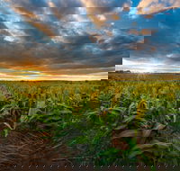 Capella - South Australia Travel