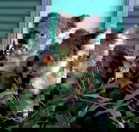 Cohunu Koala Park - South Australia Travel