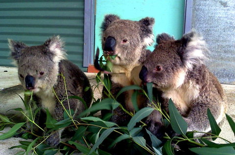 Cohunu Koala Park - South Australia Travel 0
