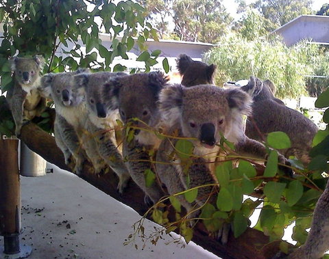 Cohunu Koala Park - South Australia Travel 1