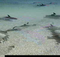 Dolphins of Monkey Mia - South Australia Travel