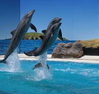 Dolphin Marine Conservation Park - South Australia Travel