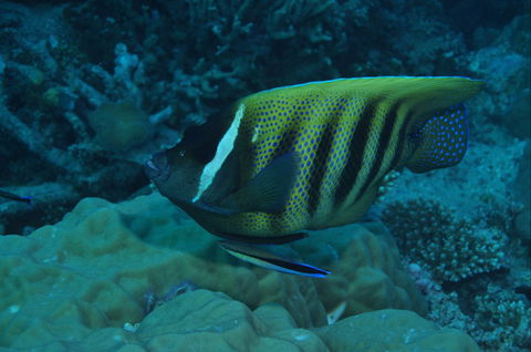 Frankland Islands Dive Site - South Australia Travel 0