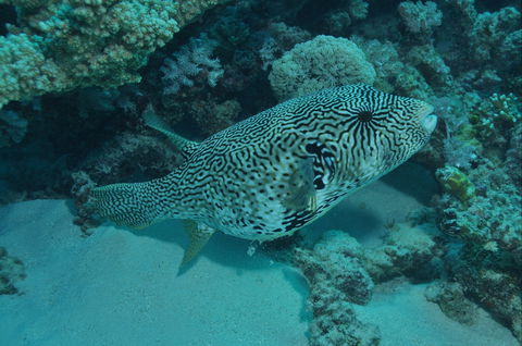 Frankland Islands Dive Site - South Australia Travel 1