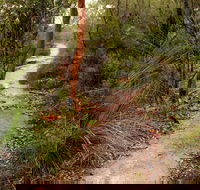 Great North walk - Brisbane Water National Park - South Australia Travel