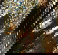 Gulaga National Park - South Australia Travel