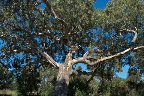Holey Plains State Park - South Australia Travel 0