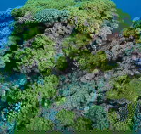 Keeper Reef Dive Site - South Australia Travel