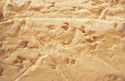 Lark Quarry Conservation Park - South Australia Travel 2