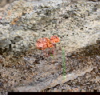 Moorooduc Quarry Walk  Stairs Circuit - South Australia Travel