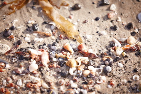 Mushroom Reef Beach - South Australia Travel 1