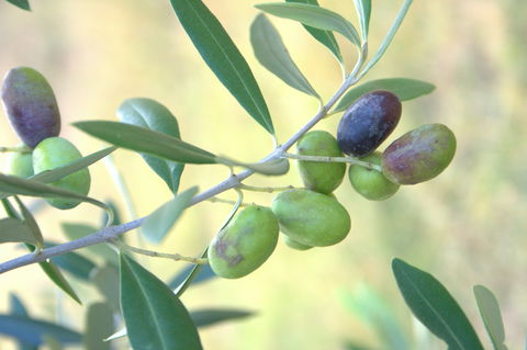 Olives Of Beaulieu - South Australia Travel 2
