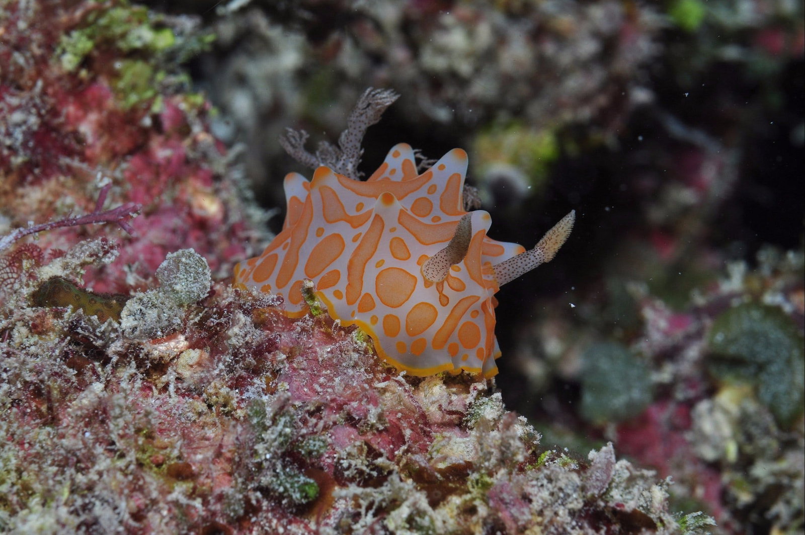 Palm Island QLD South Australia Travel