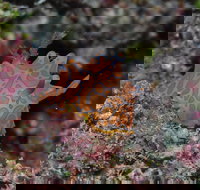 Pelorus and Orpheus Islands - South Australia Travel