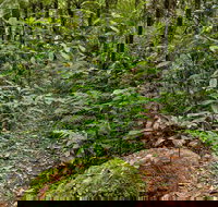 Red Cedar Loop - South Australia Travel