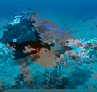 Second Reef Dive Site - South Australia Travel