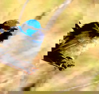 Shepherds Bush - South Australia Travel