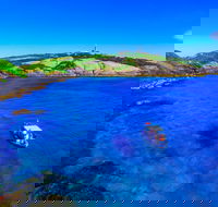 Snorkelling Montague Island - South Australia Travel