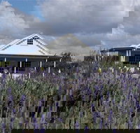 Amandine Lavender - South Australia Travel