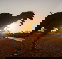 Australian Dinosaur Trail - South Australia Travel