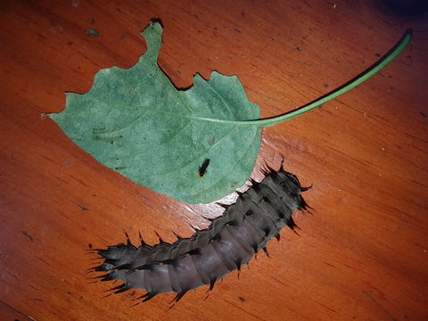 Batchelor Butterfly Farm & Pet Garden - South Australia Travel 0