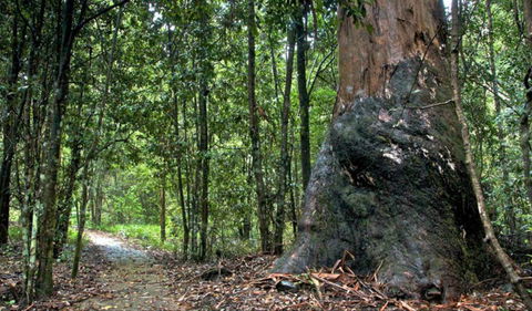 Blue Gum Loop Trail - South Australia Travel 0