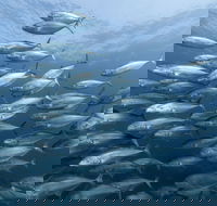 Egg Rock Dive Site - South Australia Travel