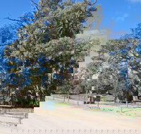 Giant Gum Tree - South Australia Travel